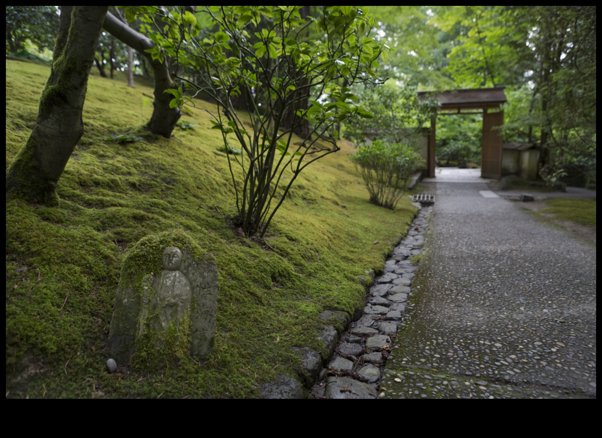 Poduri de mușchi și poteci zen: feerie de grădină japoneză